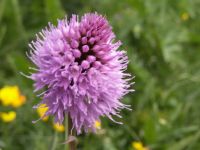 thumb Blumen 037